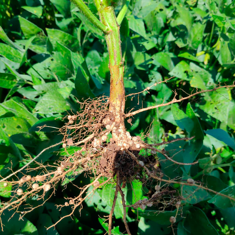 Estrutura do curso -  Agronomia