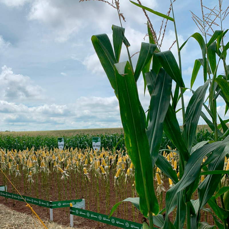 Estrutura do curso -  Agronomia