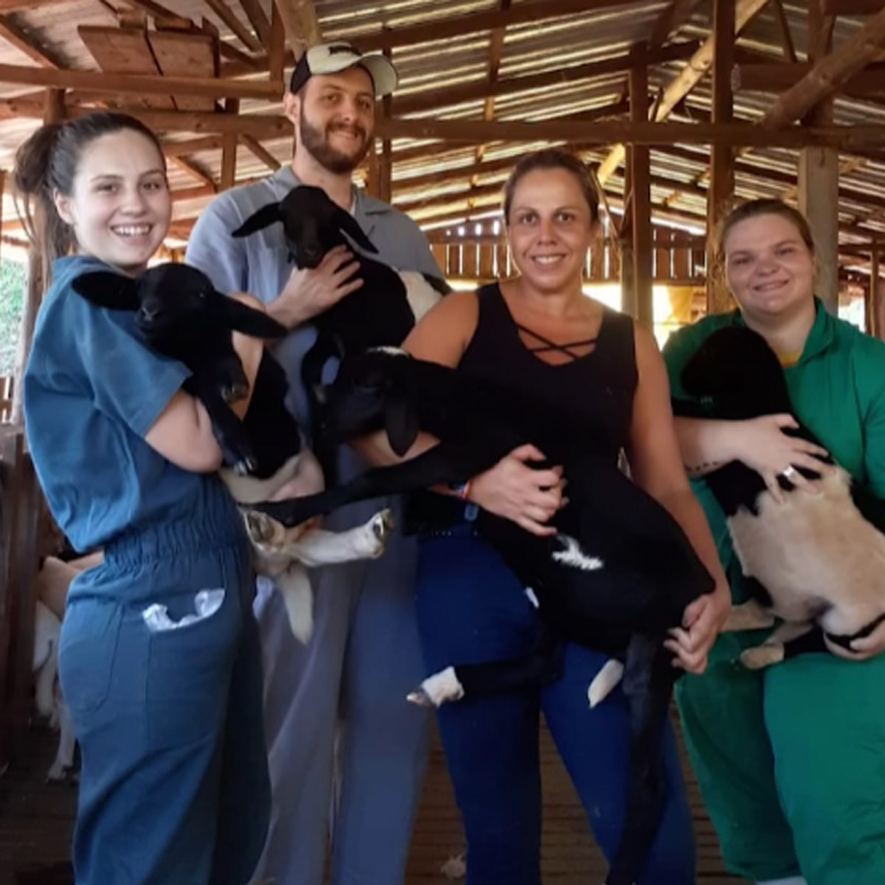 Estrutura do curso - Medicina Veterinária