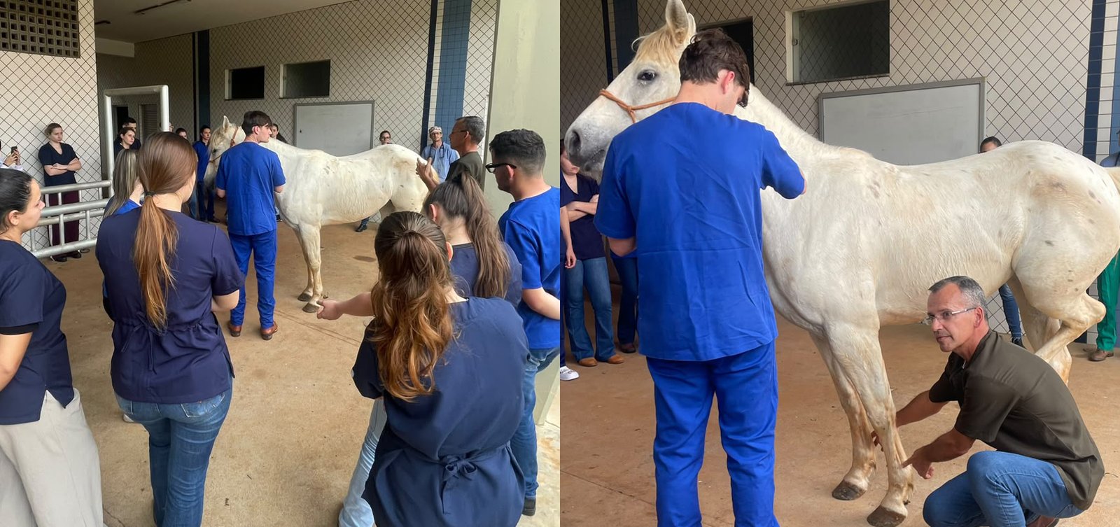 Cirurgia em aula prática reforça diferenciais da formação de Medicina Veterinária da Unisep